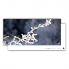 Postcard | Frozen branch